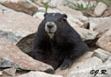 Marmota vancouverensis